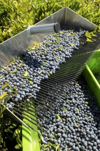 Harvesting wild Maine blueberries on the Spring Pond barren, Jasper Wyman & Son, Deblois, Maine, USA