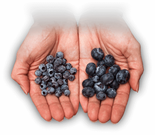 Hand with Blueberries