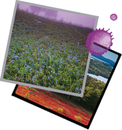 Blueberry barrens